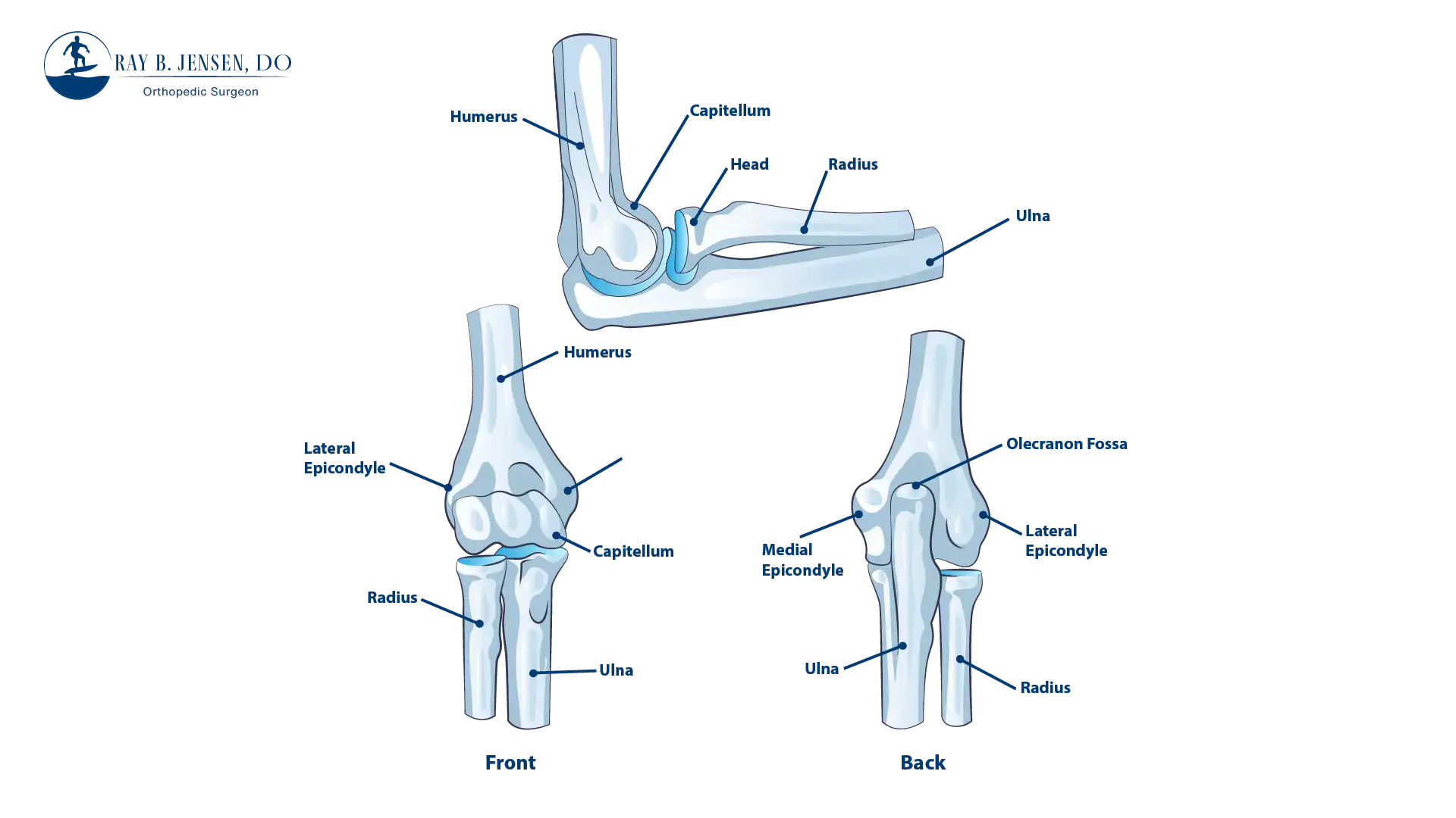 Anatomical graphic of the elbows anatomy