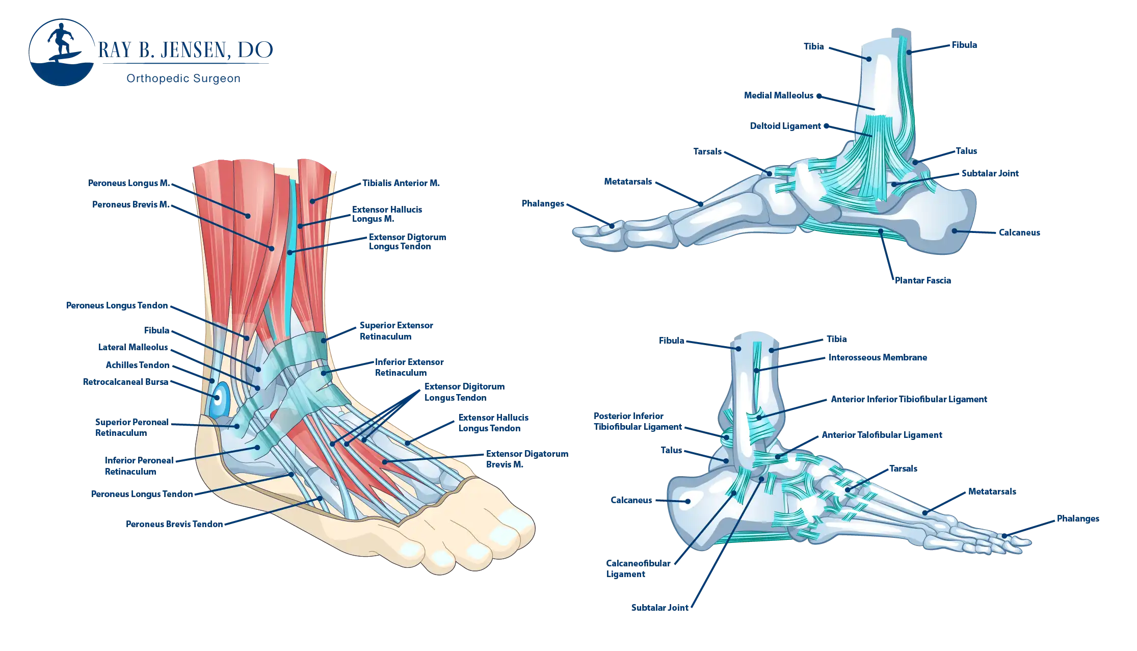 Anatomical graphic of the Foot & Ankle Anatomy