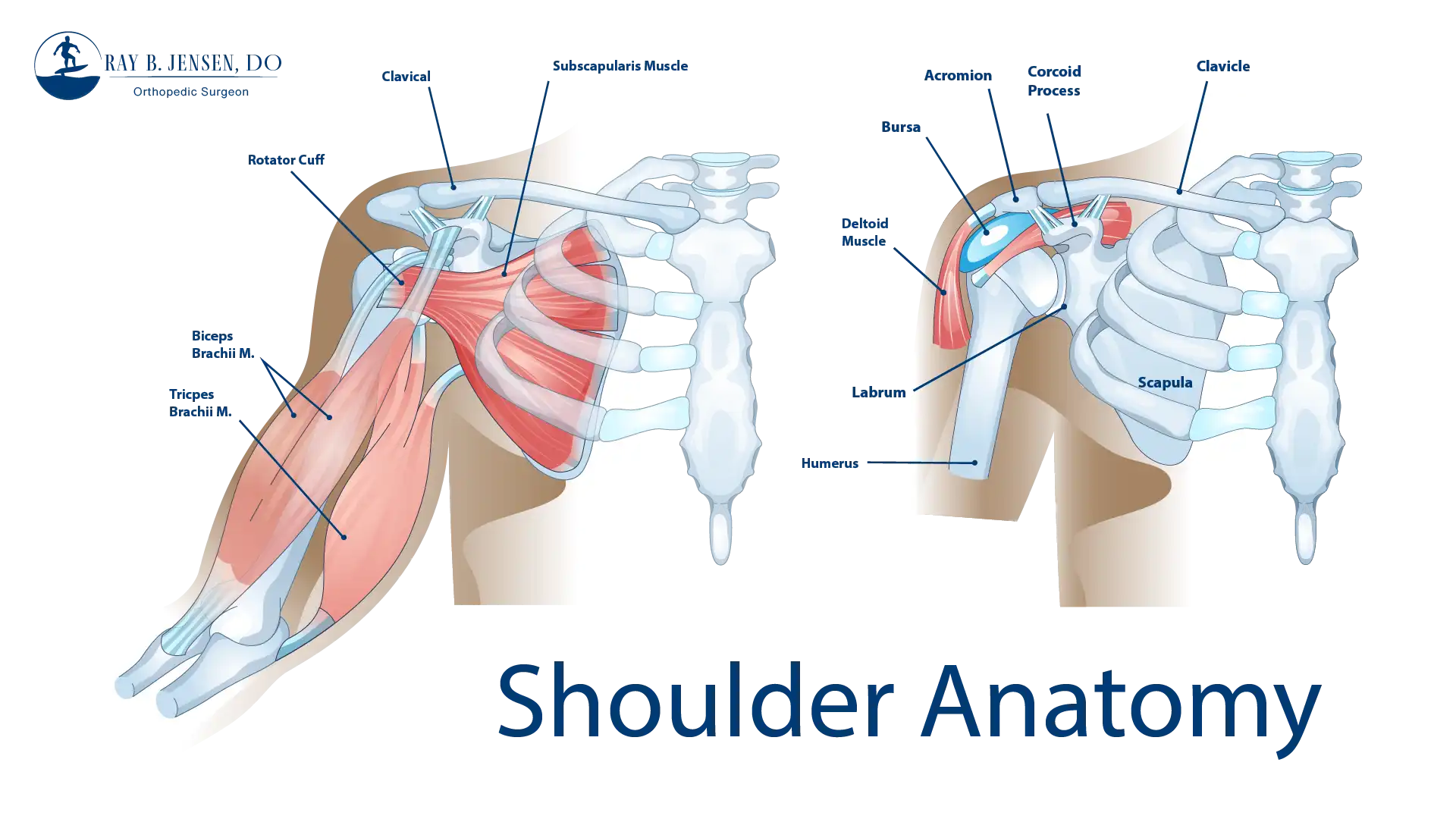 Shoulder Anatomy Anatomical Graphic