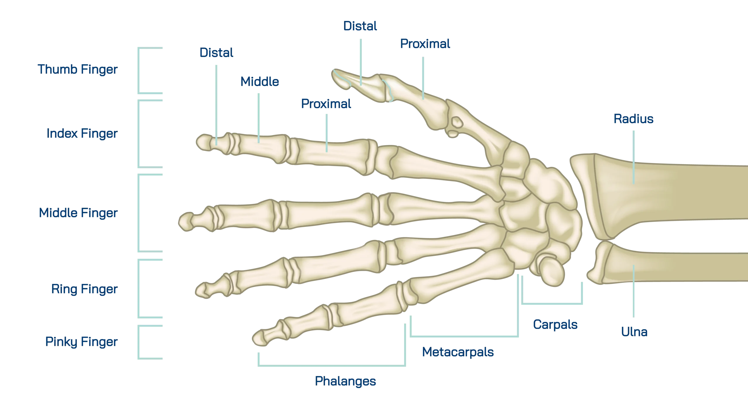 Anatomical graphic of Hand & Wrist