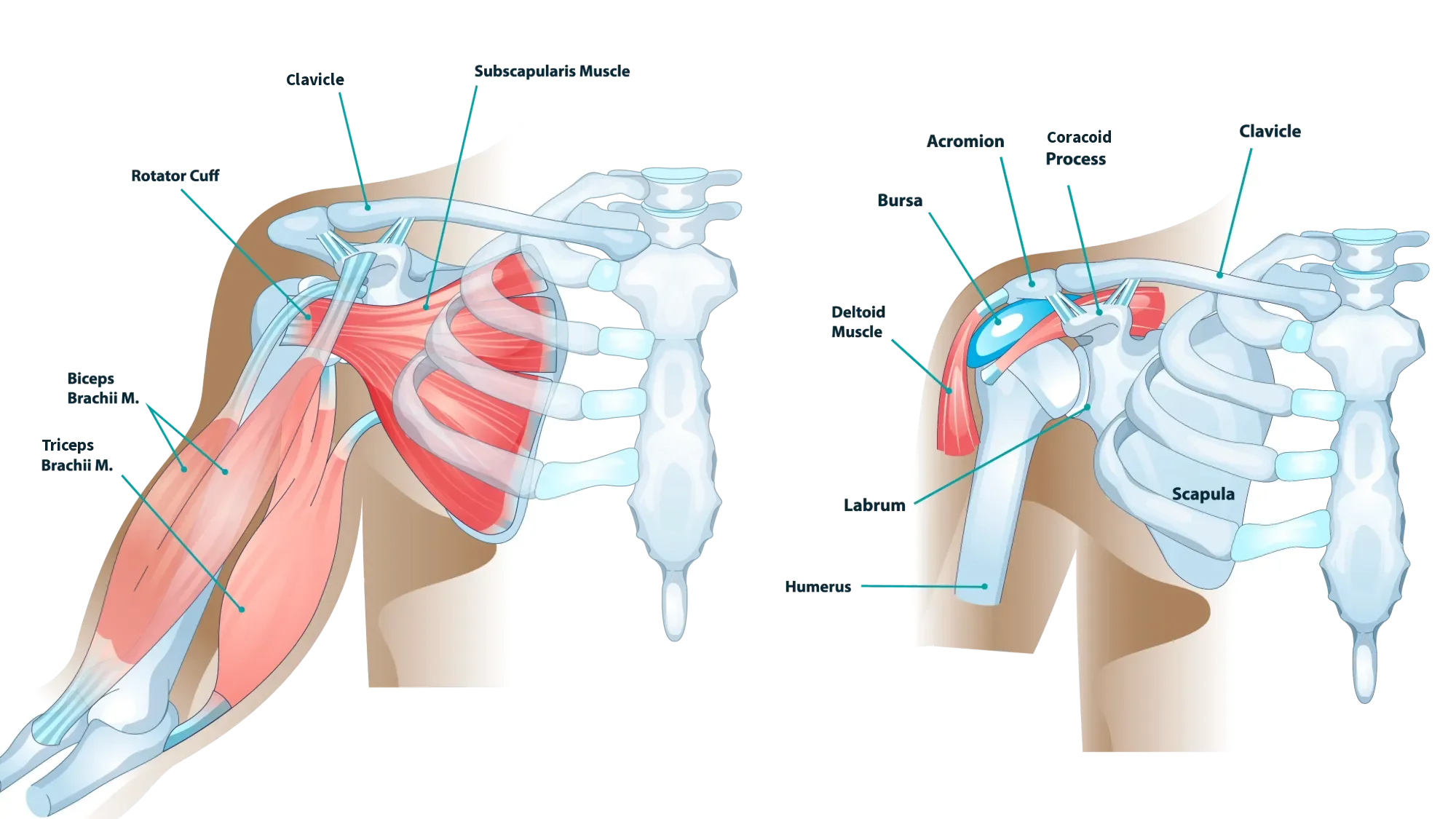 Diagram of shoulder anatomy